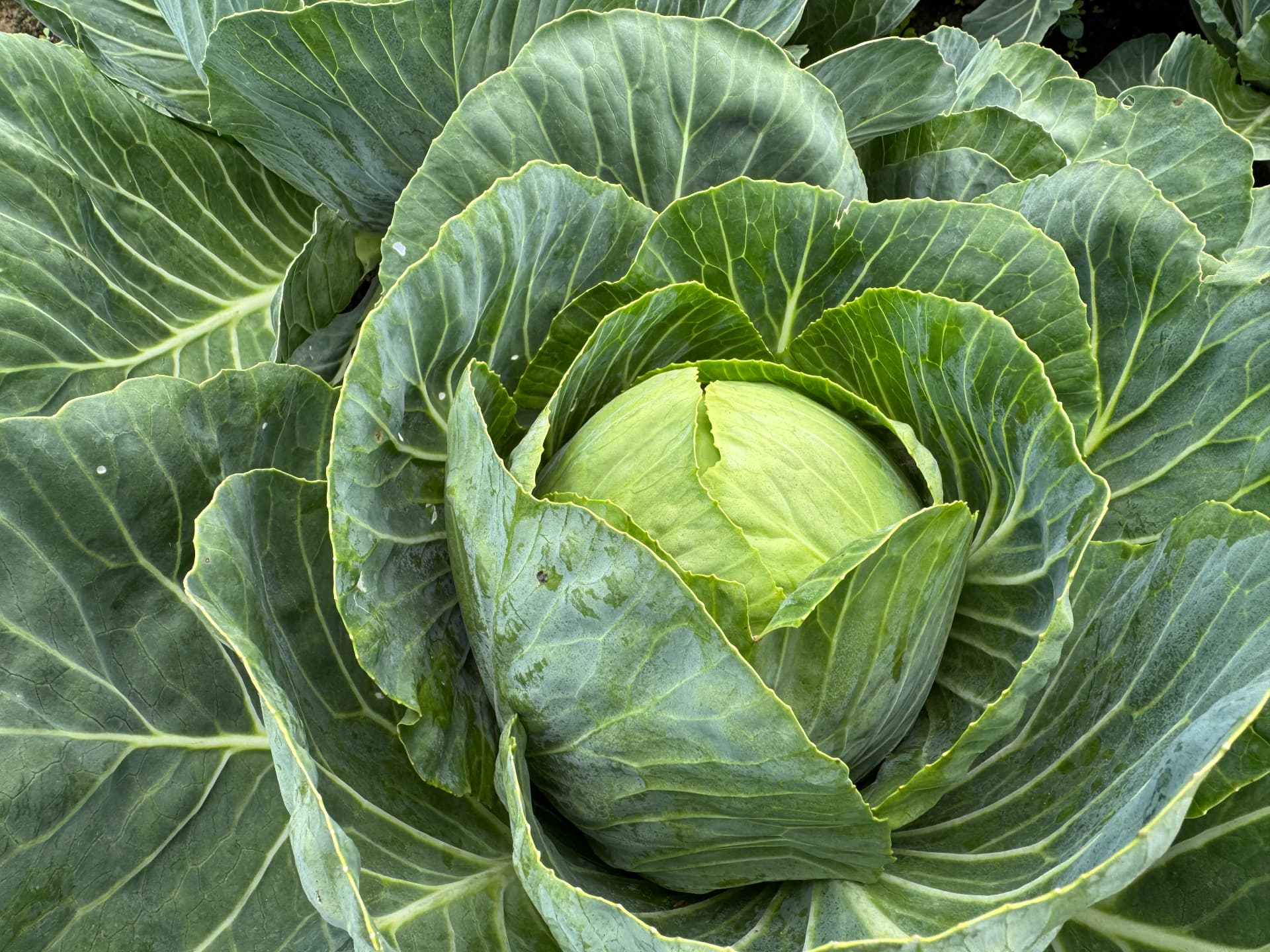 Cabbage | Fresh Crop