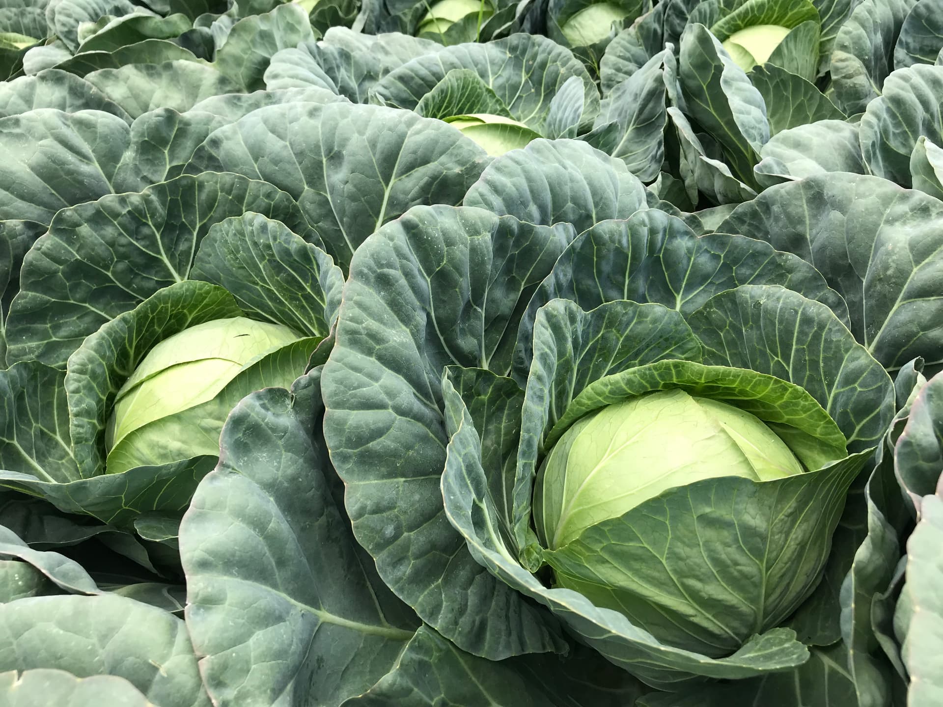 Cabbage | Fresh Crop