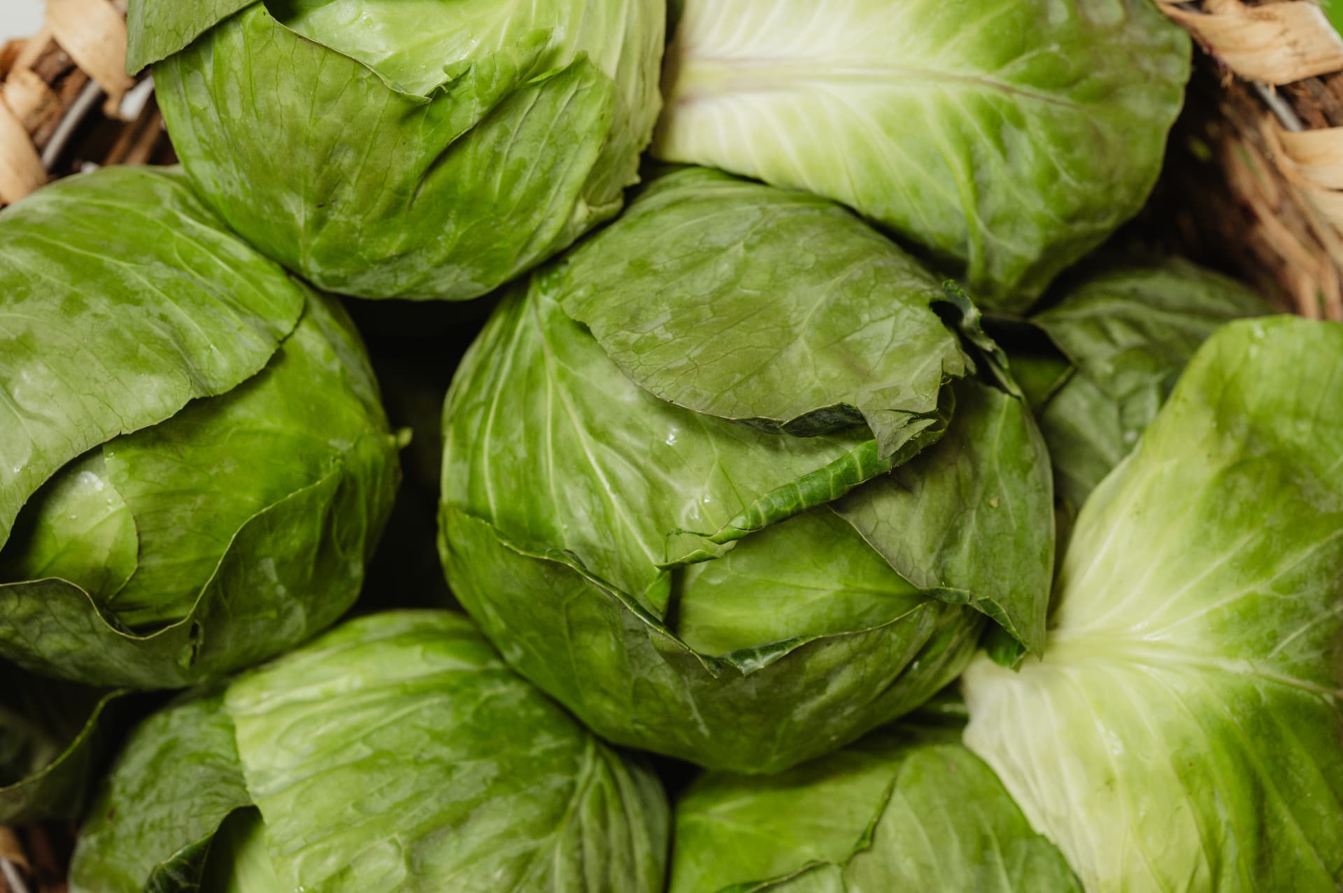 Cabbage