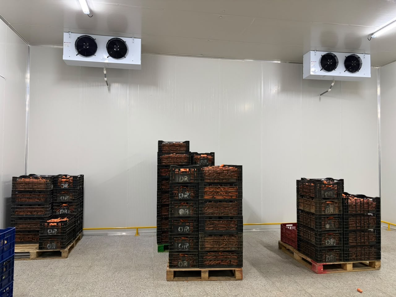 Refrigerated cold storage room with pallets of freshly harvested carrots at Fresh Crop