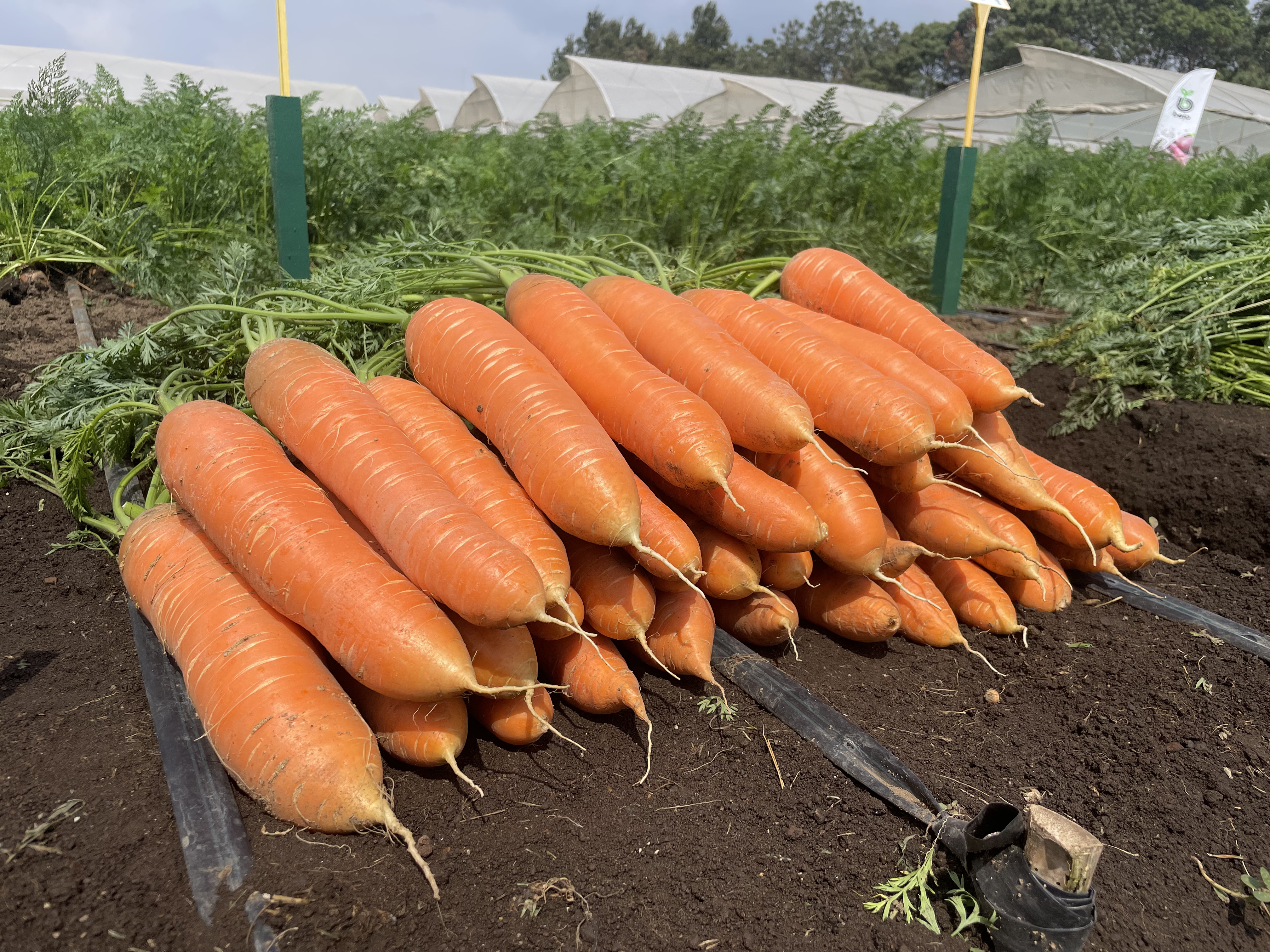 Freshly harvested carrots being inspected