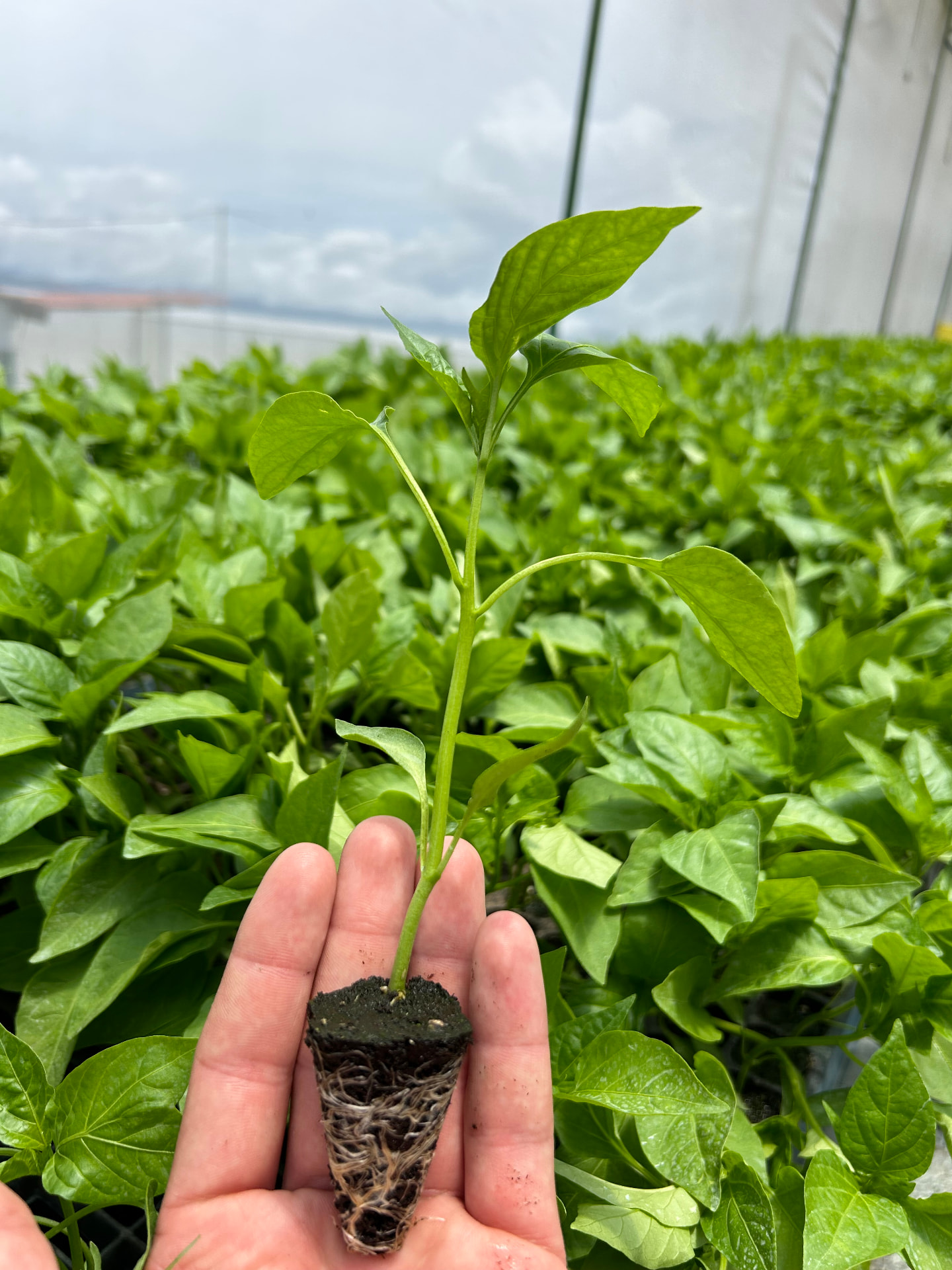 Nursery seedling with intact root plug, traceable from seed batch to plot