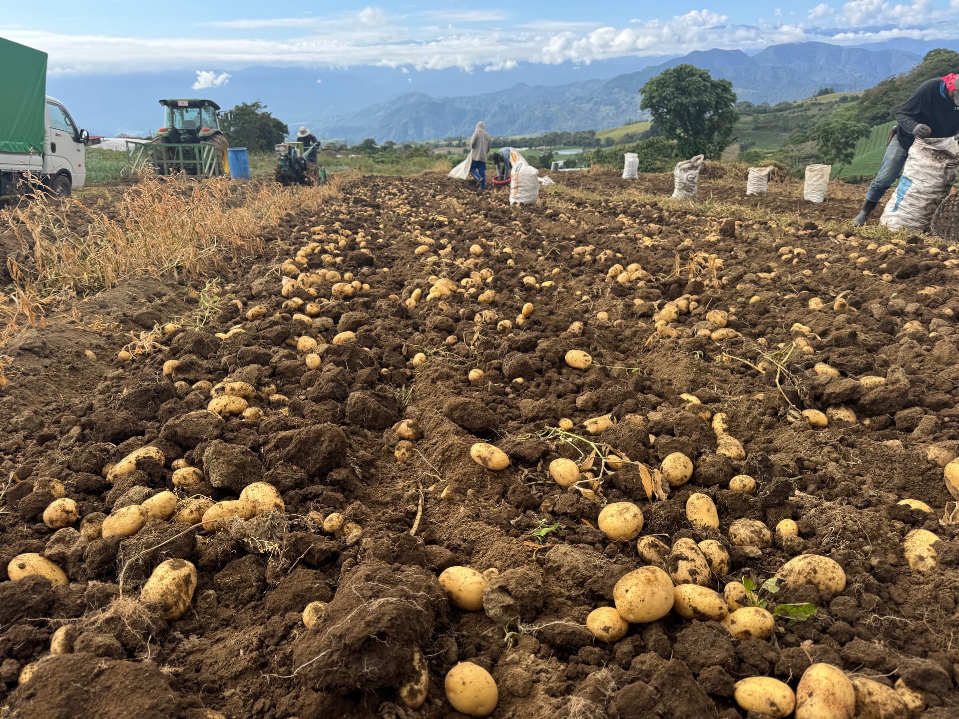 Potatoes | Fresh Crop