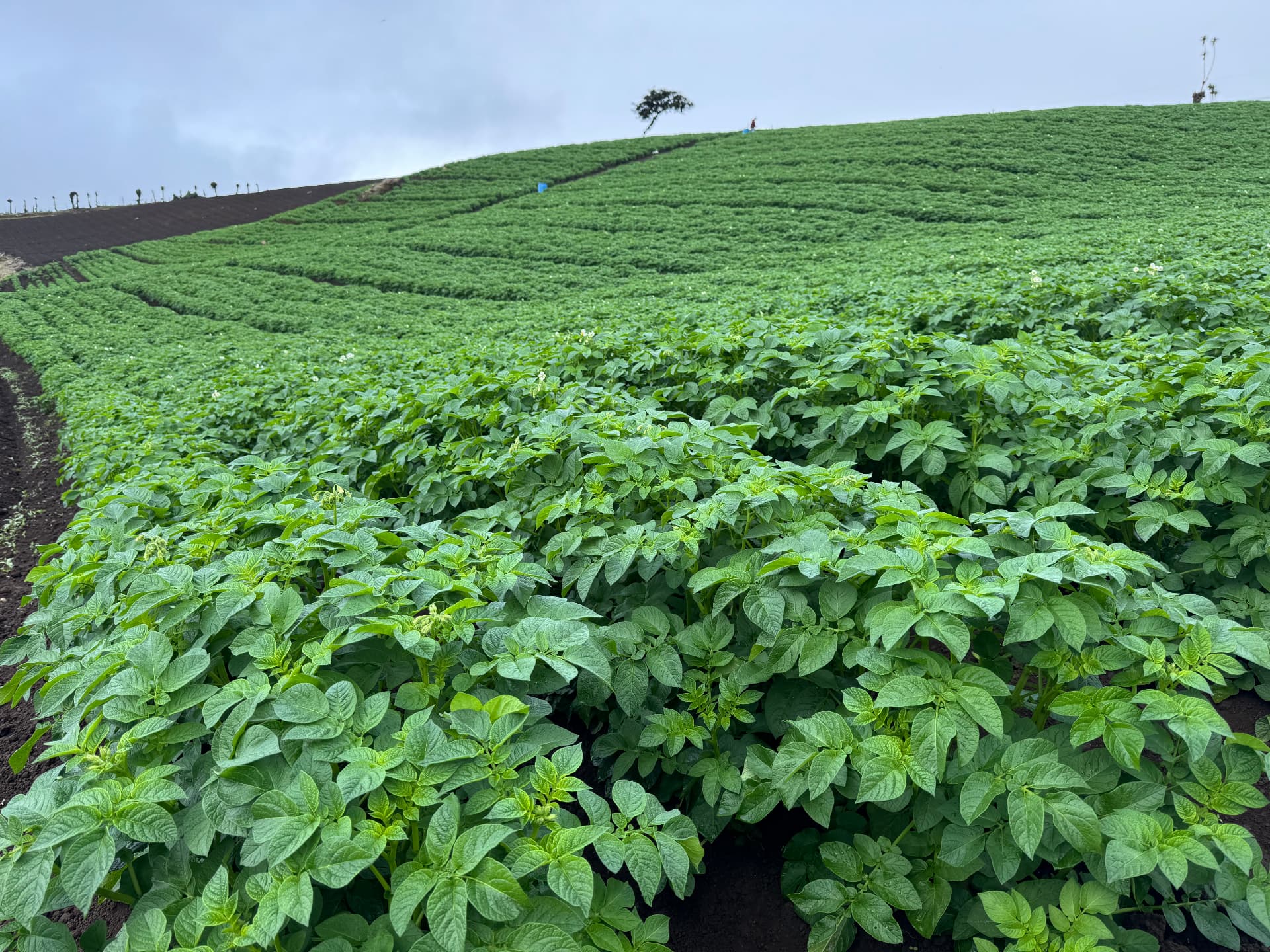 Potatoes | Fresh Crop