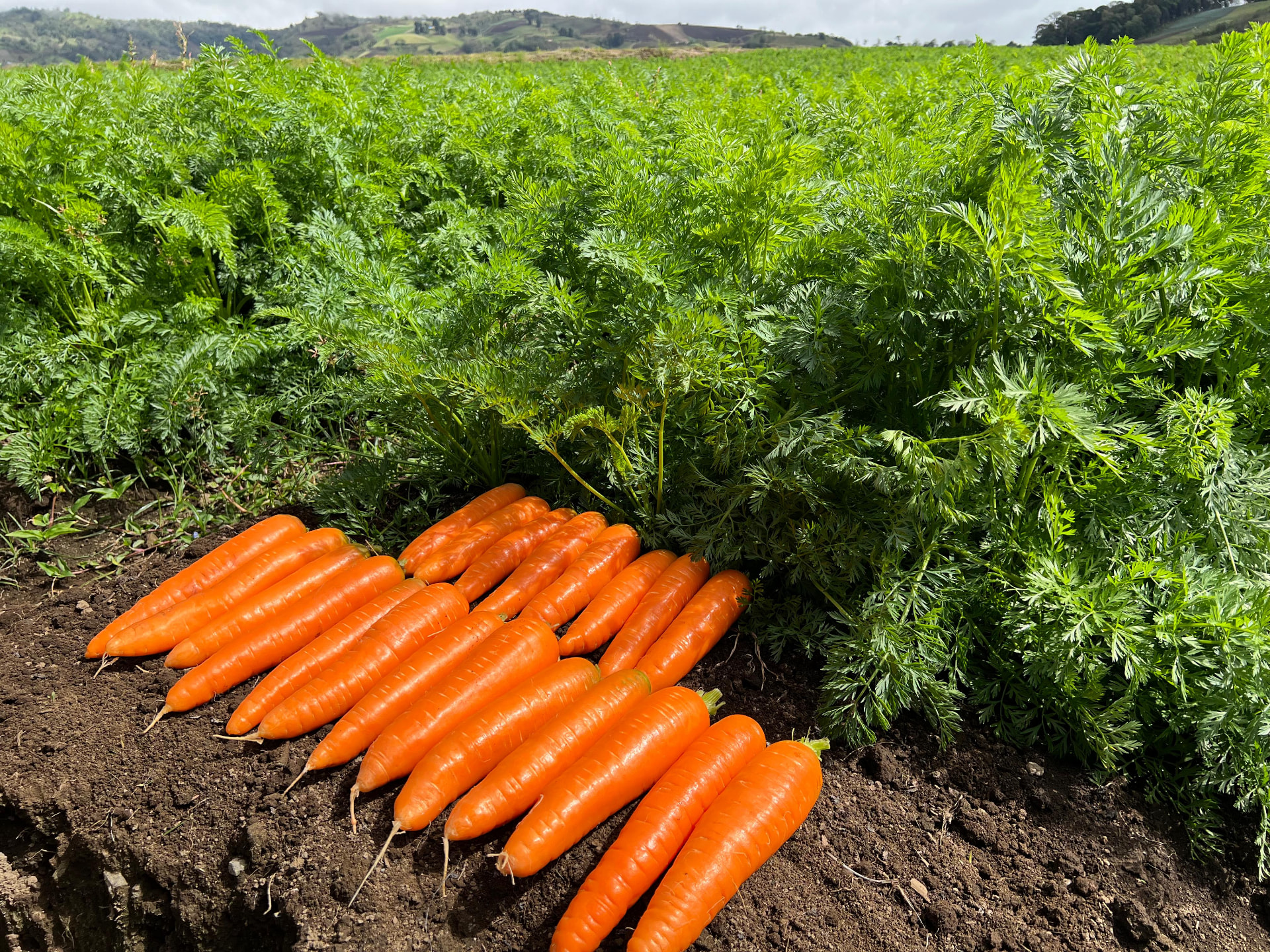 Carrots
