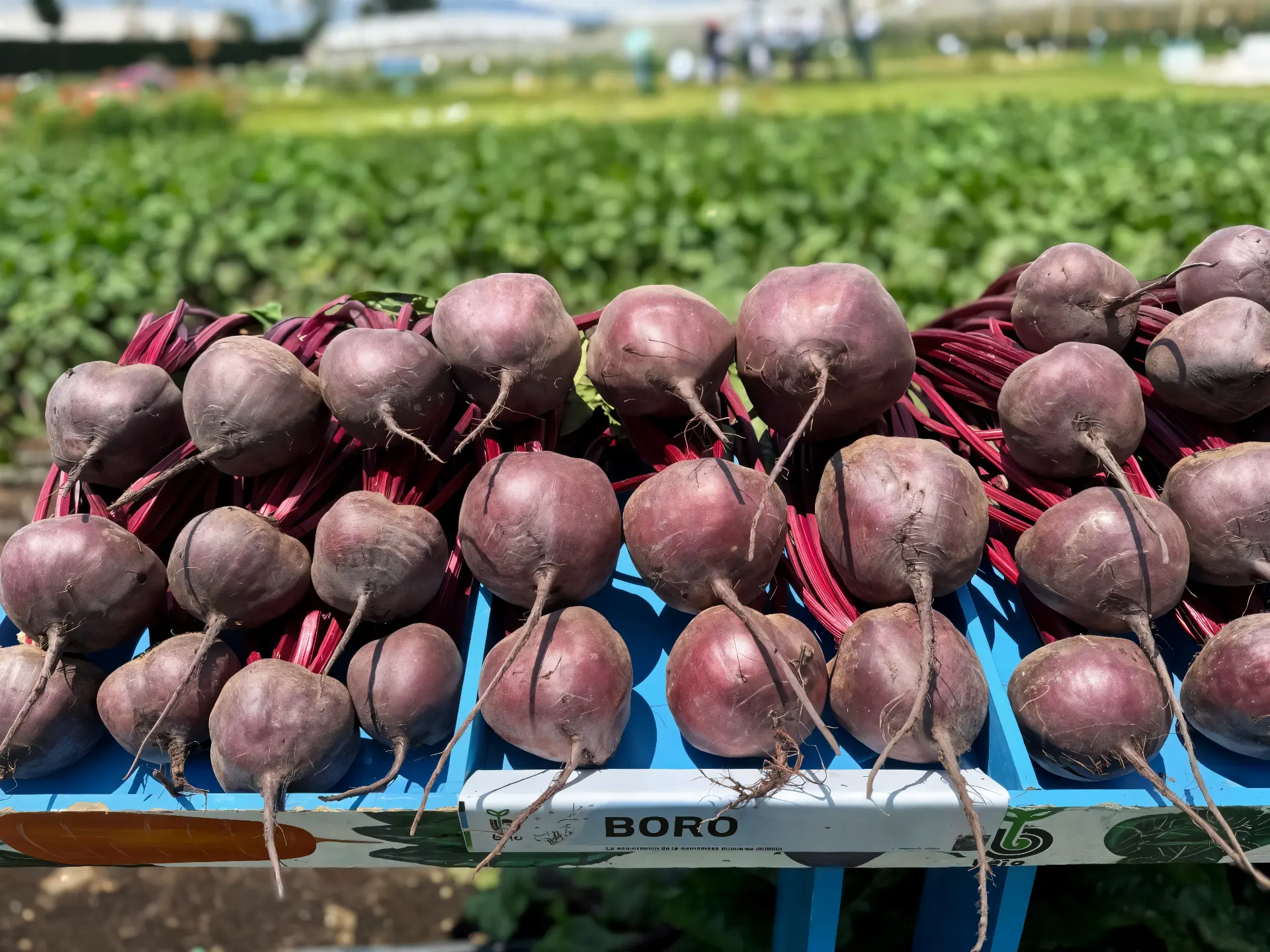 Beets | Fresh Crop