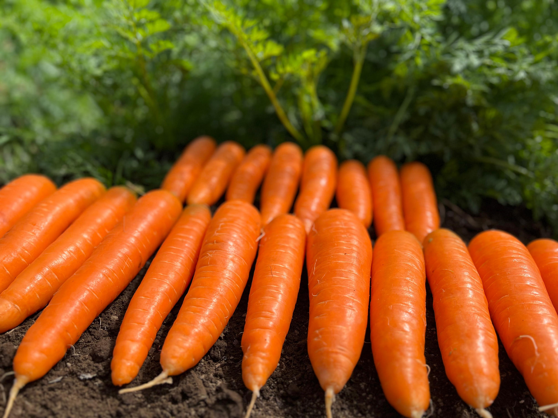 Carrots | Fresh Crop