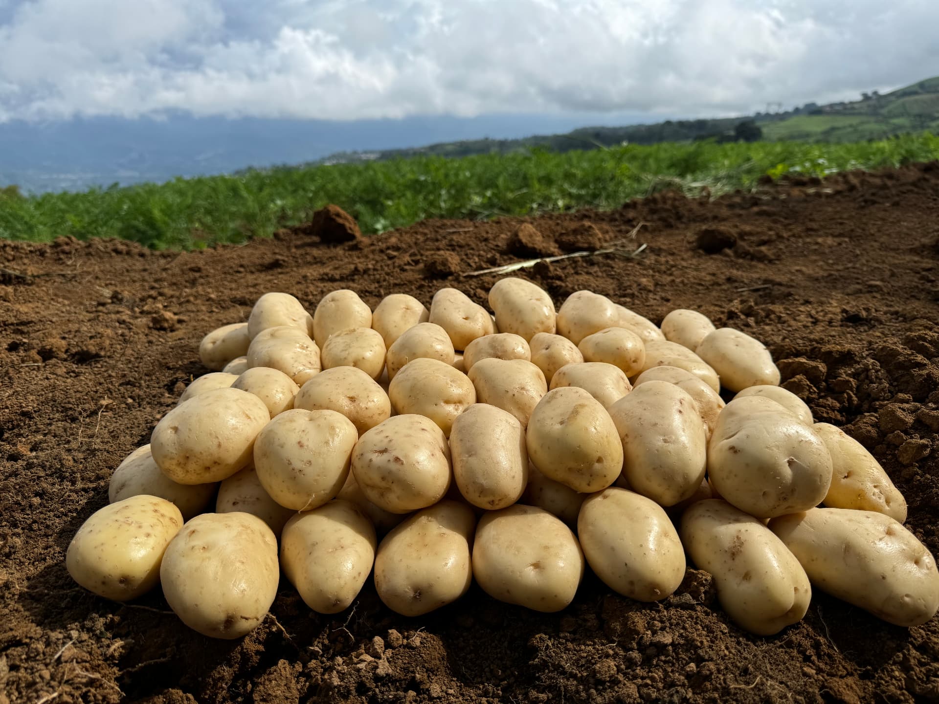 Potatoes