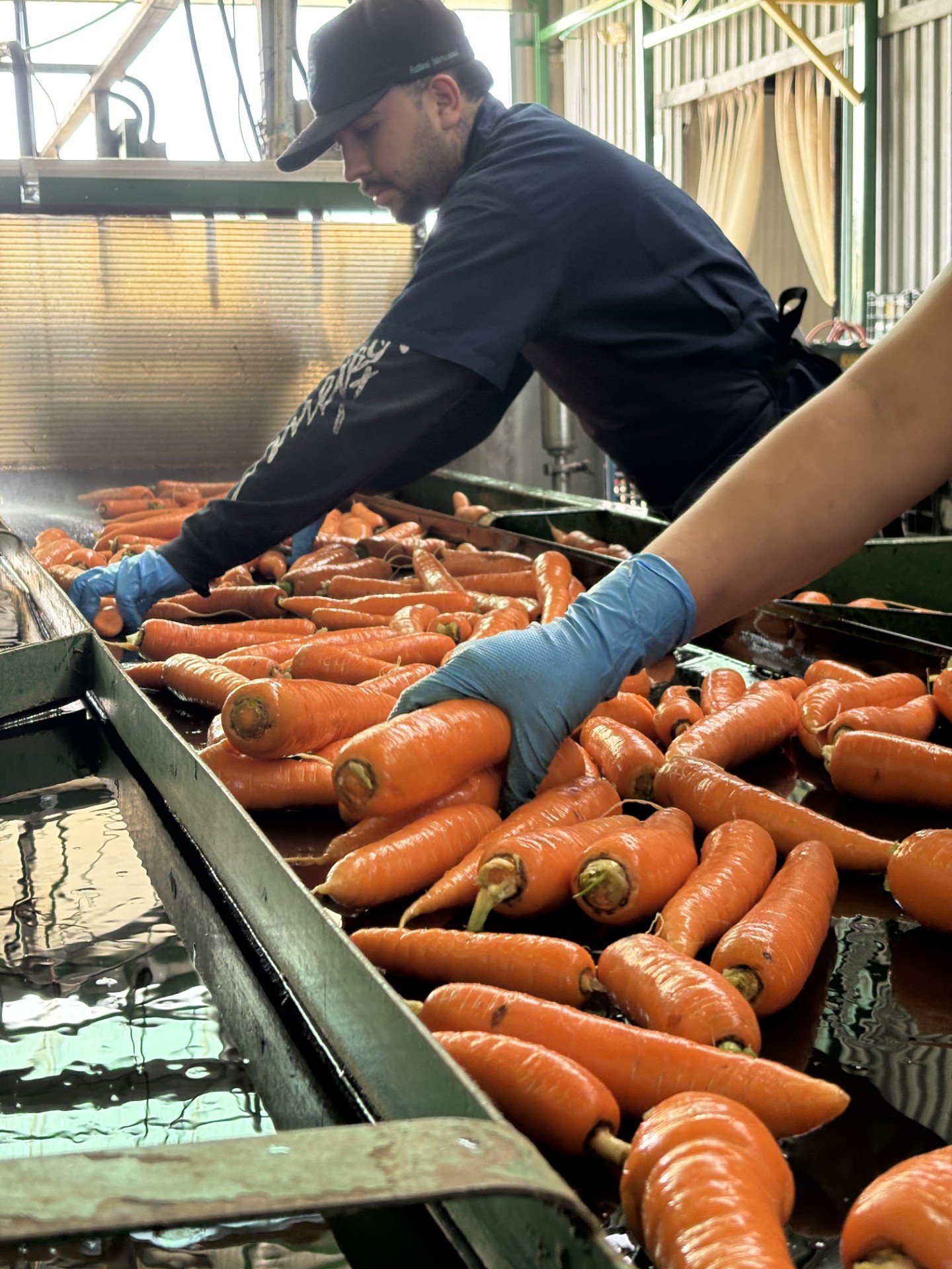Fresh Crop team grading carrots on the packhouse wash line
