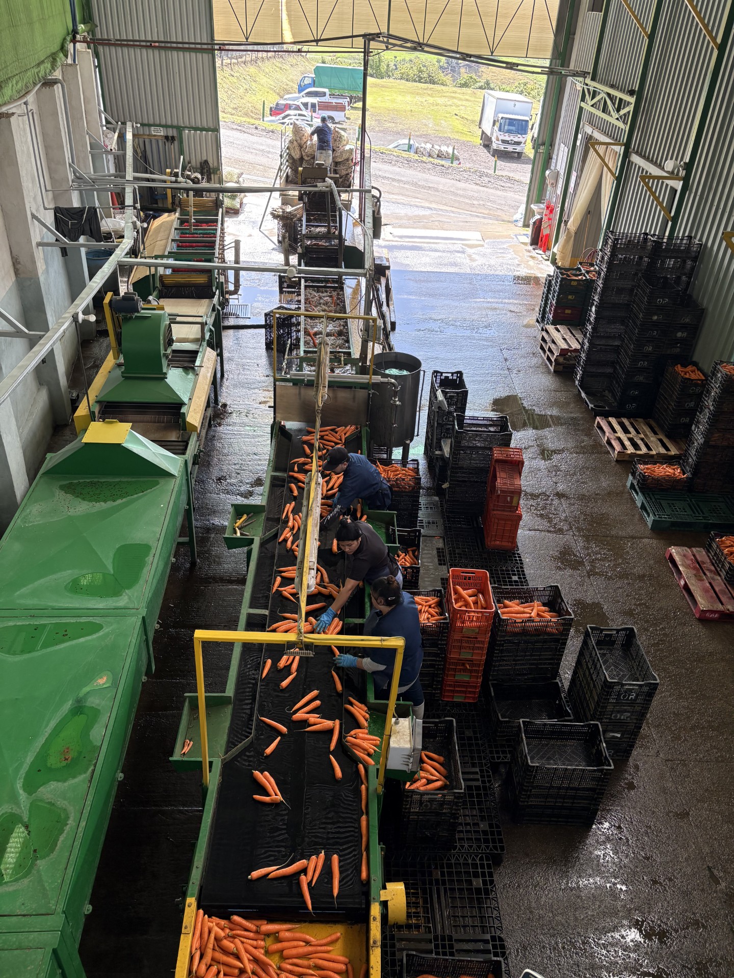 Carrot wash line and crates staged for loading at Fresh Crop
